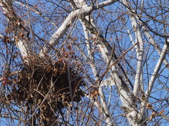 Celastrus orbiculatus