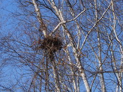 Celastrus orbiculatus