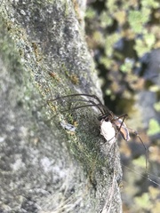 Tetragnatha mandibulata