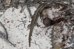 Liopholis multiscutata