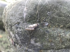 Tetragnatha mandibulata