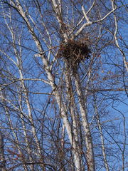 Celastrus orbiculatus