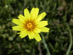 Microseris lanceolata