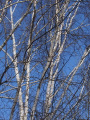 Betula papyrifera