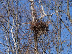 Celastrus orbiculatus