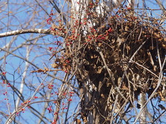 Celastrus orbiculatus