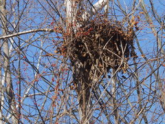 Celastrus orbiculatus