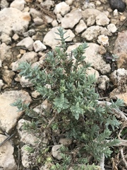 Atriplex matamorensis