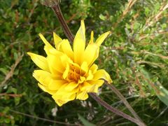 Microseris lanceolata