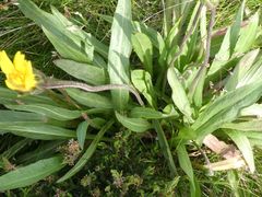 Microseris lanceolata