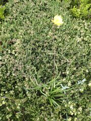 Microseris lanceolata