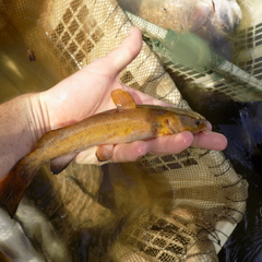 Pylodictis olivaris