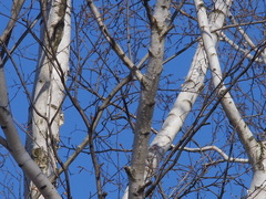 Betula papyrifera