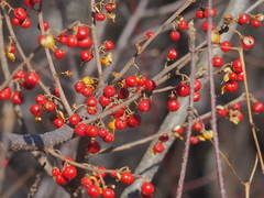 Celastrus orbiculatus