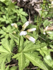 Cardamine maxima