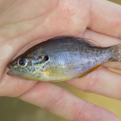 Lepomis humilis