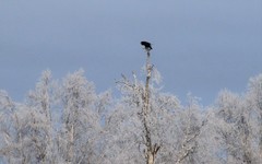 Corvus corax kamtschaticus