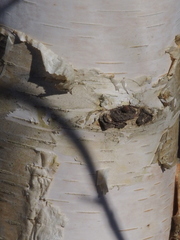 Betula papyrifera