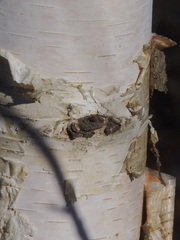 Betula papyrifera