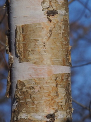Betula papyrifera
