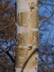 Betula papyrifera