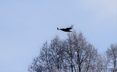 Corvus corax kamtschaticus