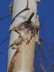 Betula papyrifera