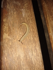 Meghimatium pictum