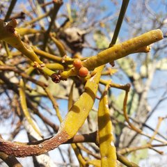 Phoradendron carneum