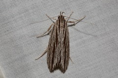 Leistarcha scitissimella