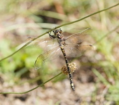 Eusynthemis virgula