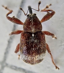 Anthonomus bituberculatus