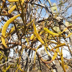 Phoradendron carneum