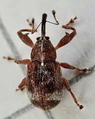 Anthonomus bituberculatus