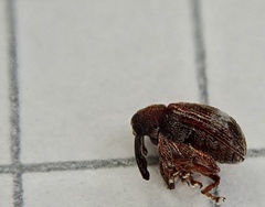 Anthonomus bituberculatus