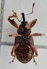 Anthonomus bituberculatus