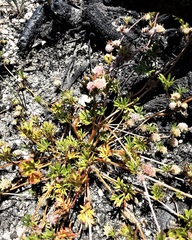 Actinotus gibbonsii
