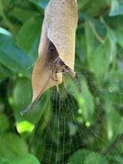 Phonognatha