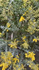 Acacia podalyriifolia