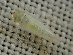Zygina nivea