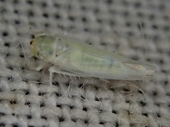 Zygina nivea