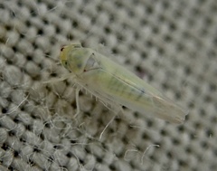 Zygina nivea
