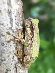 Hyla japonica