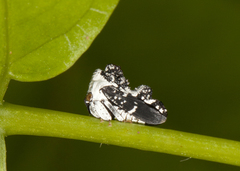 Notocera bituberculata