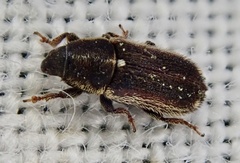 Mecinus circulatus