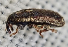 Mecinus circulatus