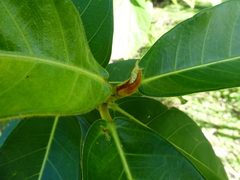 Ficus drupacea