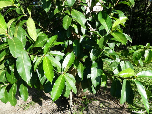 Image of Ficus drupacea by (c) Steve Fitzgerald, some rights reserved (CC BY-SA)
