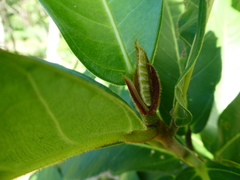 Ficus drupacea