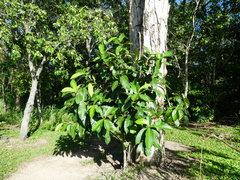 Ficus drupacea